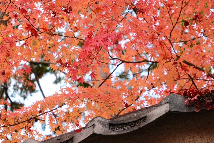 Kyoto Fushimi Inari Tapınağı