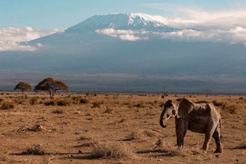 Tanzanya Serengeti Safarisi