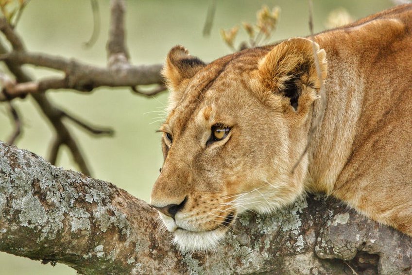 Tanzanya Serengeti Safarisi