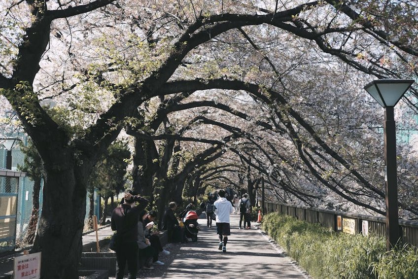 Tokyo Shibuya Kavşağı